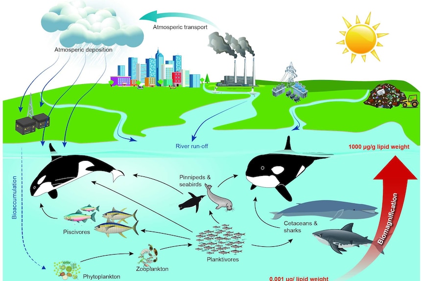 A flow chart showing the accumulation of PCBs in the environment from plankton up to killer whales.