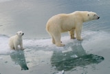 mother bear with cub