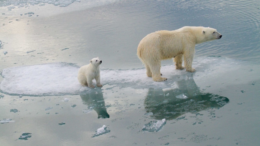 mother bear with cub