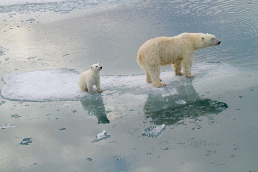 mother bear with cub