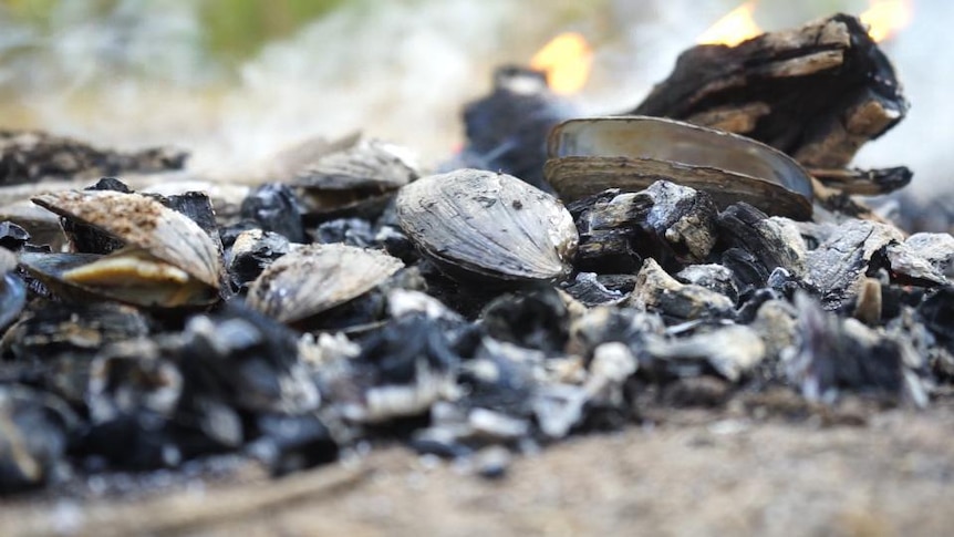 Mussels cook on coals