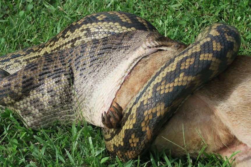 A python stretches its jaws to eat a wallaby