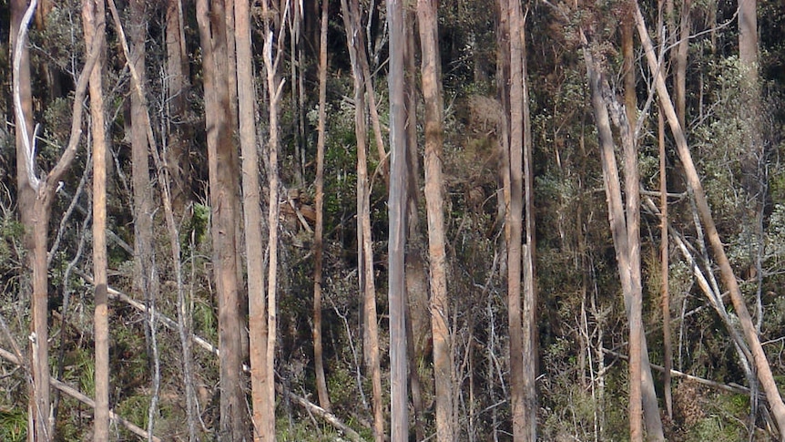 The groups want an immediate end to logging in native forests.