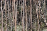 Forestry Tasmania is facing a cash deficit.