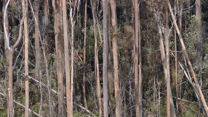 Logging machinery in a high value conservation forest in Tasmania