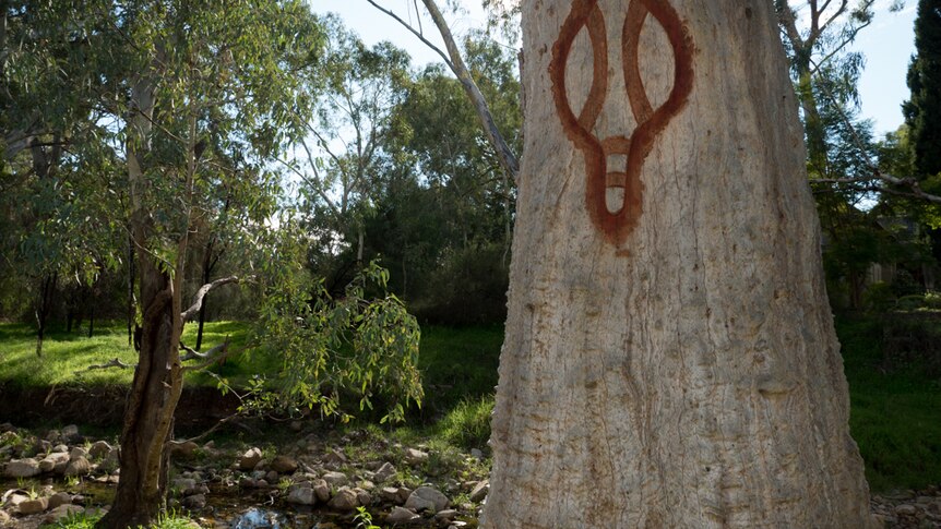 A traditional would carving in the trunk of a gum tree.