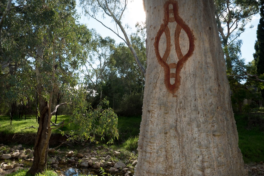 A traditional would carving in the trunk of a gum tree.