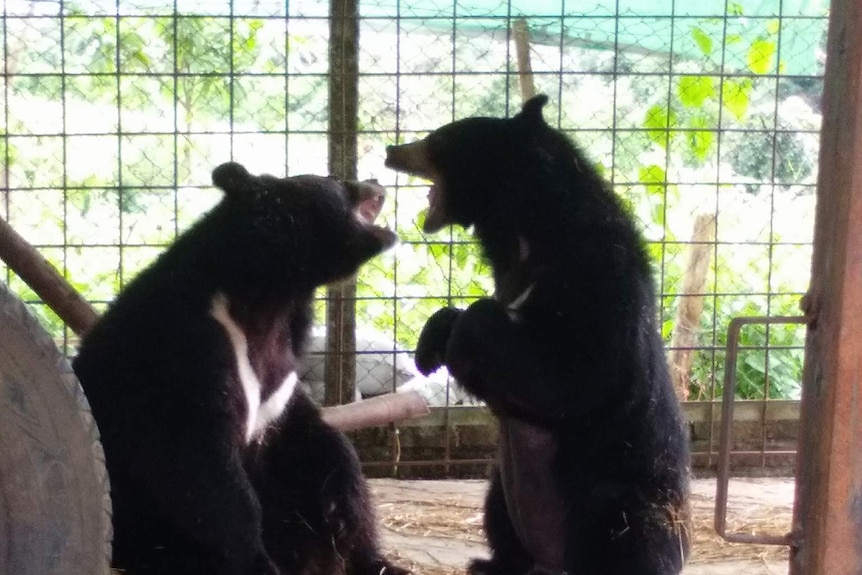 Two adult black bears stand in a cage.