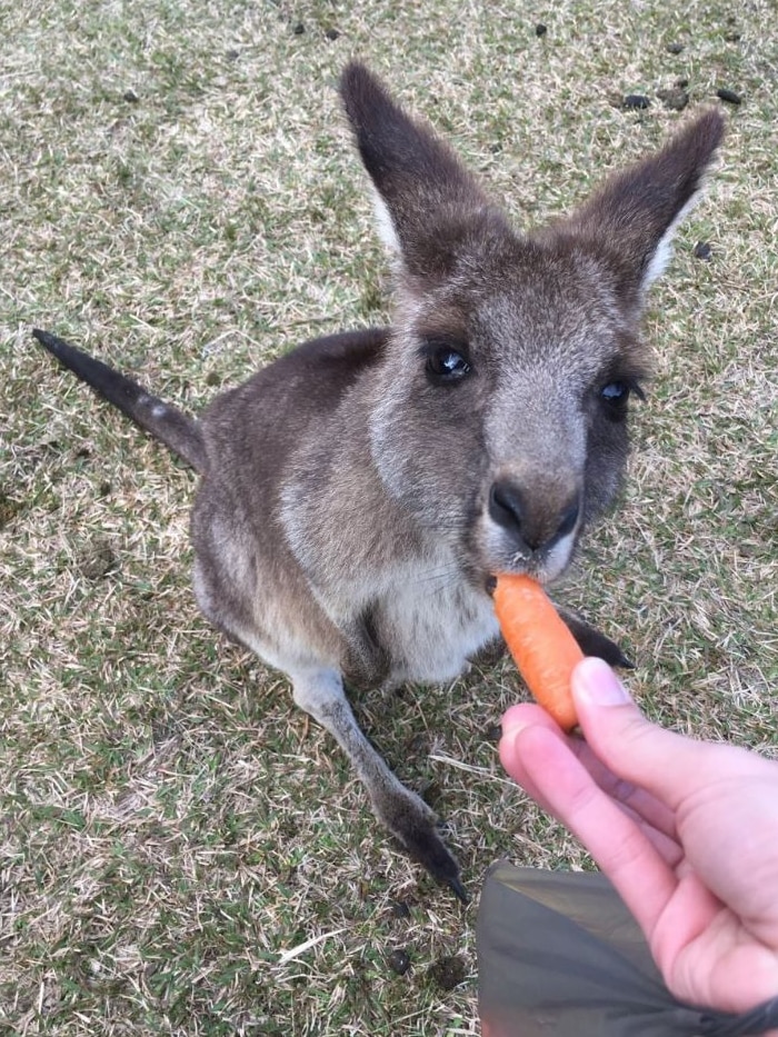 Close up of kangaroo's face eating a carrot held by tourist at Morisset Hospital in Lake Macquarie