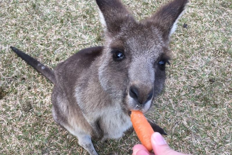 Close up of kangaroo's face eating a carrot held by tourist at Morisset Hospital in Lake Macquarie