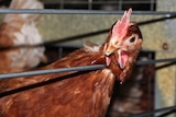 A hen inside a cage inside a poultry farm