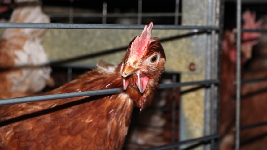 A hen inside a cage inside a poultry farm