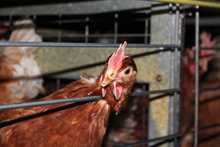 A hen inside a cage inside a poultry farm