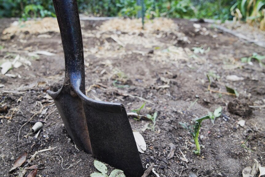 A shovel sticking out of the ground in a home garden, this garden is used as a veggie patch or you might call it a hobby farm.