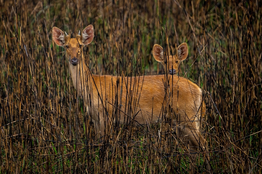 Two deer stand among long grass, looking towards the camera.