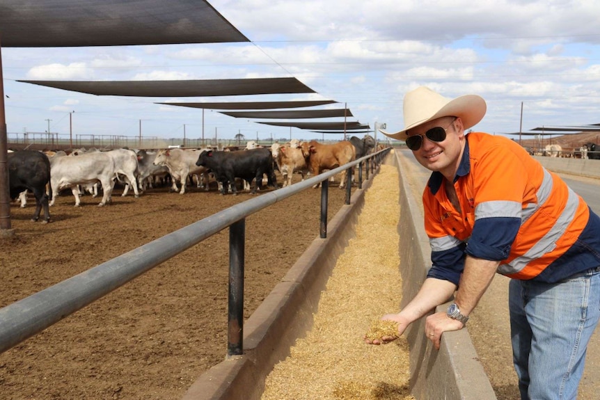 A man pours feed into a trough at a feedlot