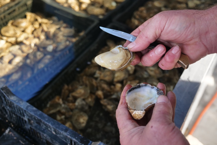 Close up of man holding creamy oyster in shell with other oysters in baskets in the background