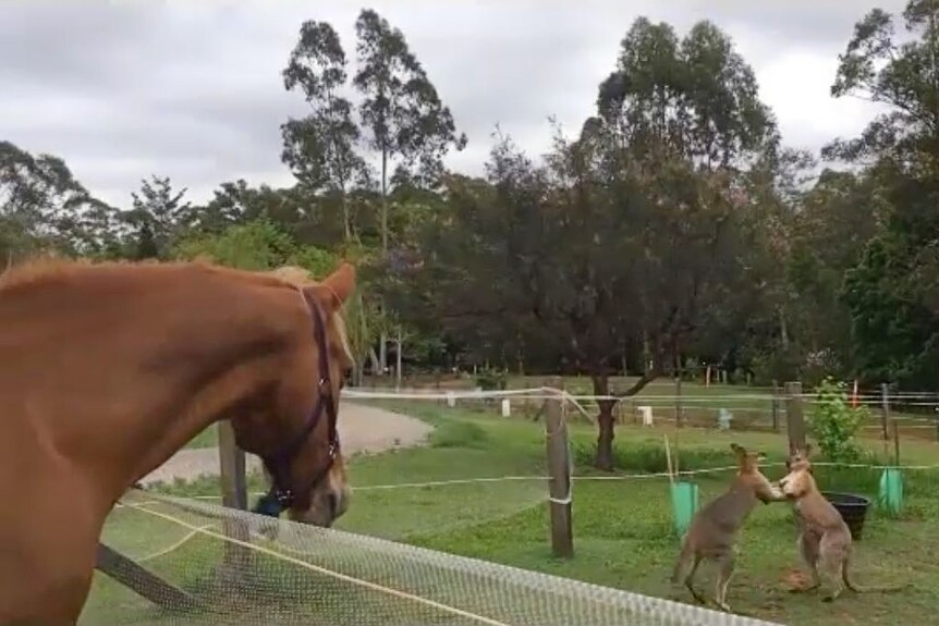 a horse watches wallabies fighting just metres away