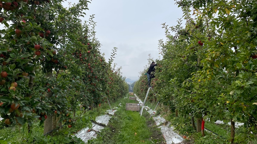 looking down a row of an apple orchard with one man in the distance right of the image on a ladder 