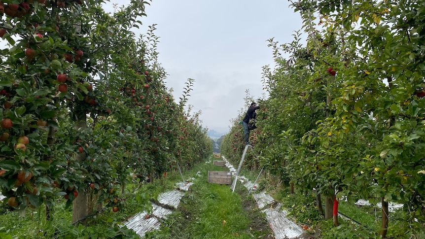 looking down a row of an apple orchard with one man in the distance right of the image on a ladder 