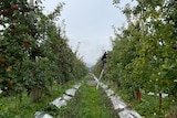 looking down a row of an apple orchard with one man in the distance right of the image on a ladder 