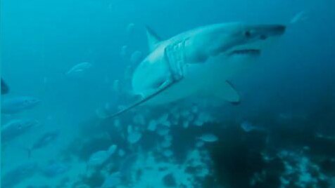 Radio National: Tagging the great white shark - ABC Education
