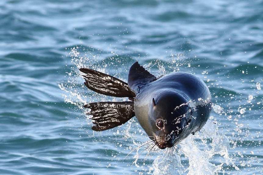 A seal splashes water everywhere as it frolics in the ocean