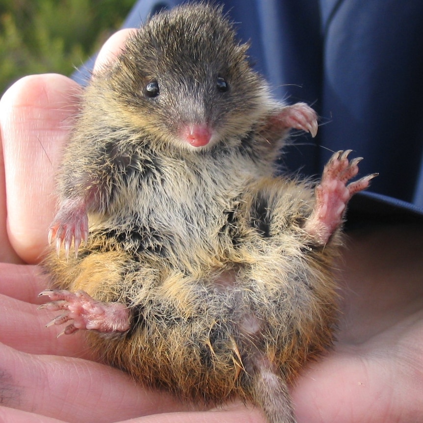 A tiny marsupial that looks like a cute furry mouse.
