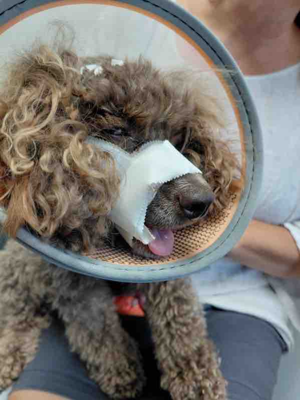 Poodle with jaw taped shut.