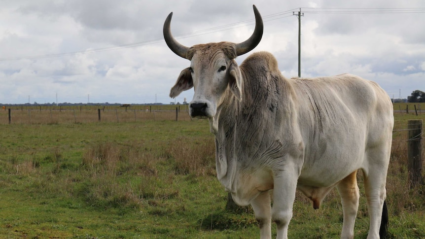 A large steer standing in a paddock.