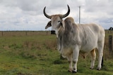 A large steer standing in a paddock.