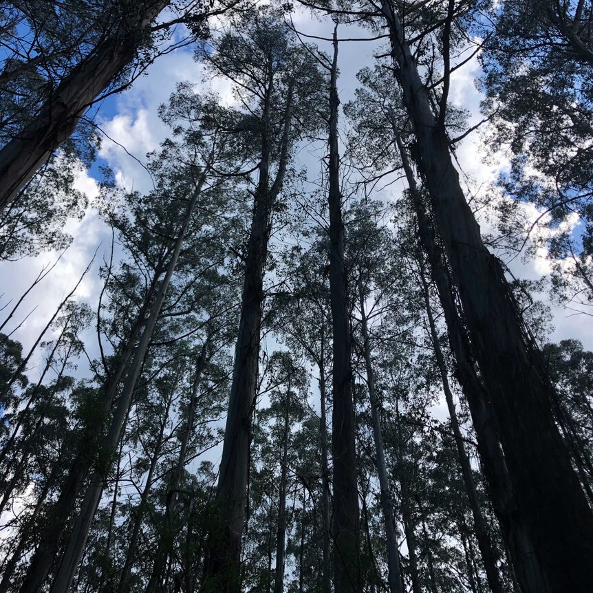 Towering trees in the Yarra Ranges National Park