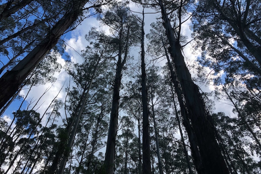 Towering trees in the Yarra Ranges National Park