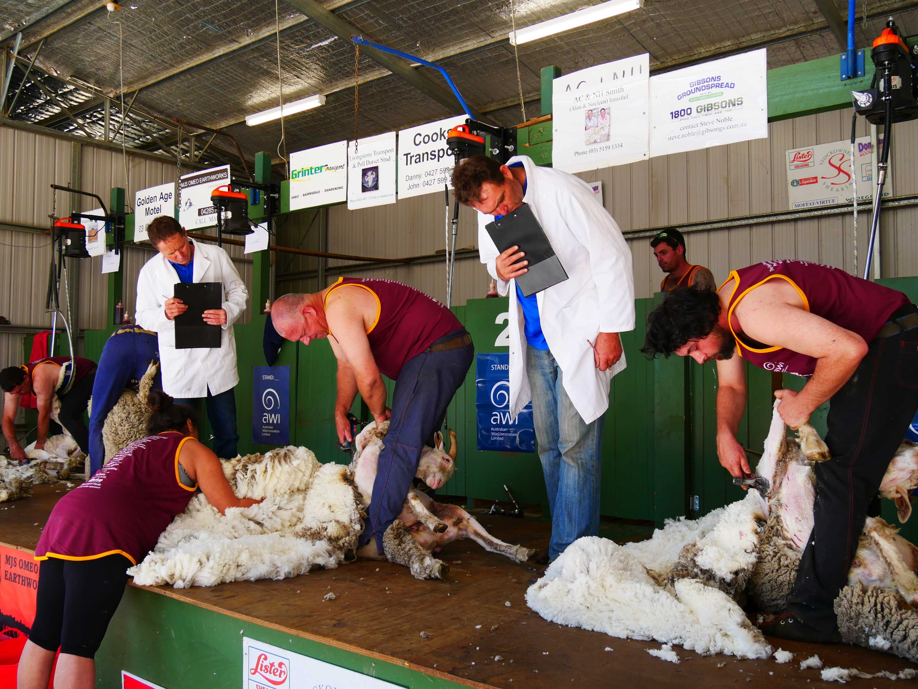 Shearing contractors call for better workplace conditions amid shearer