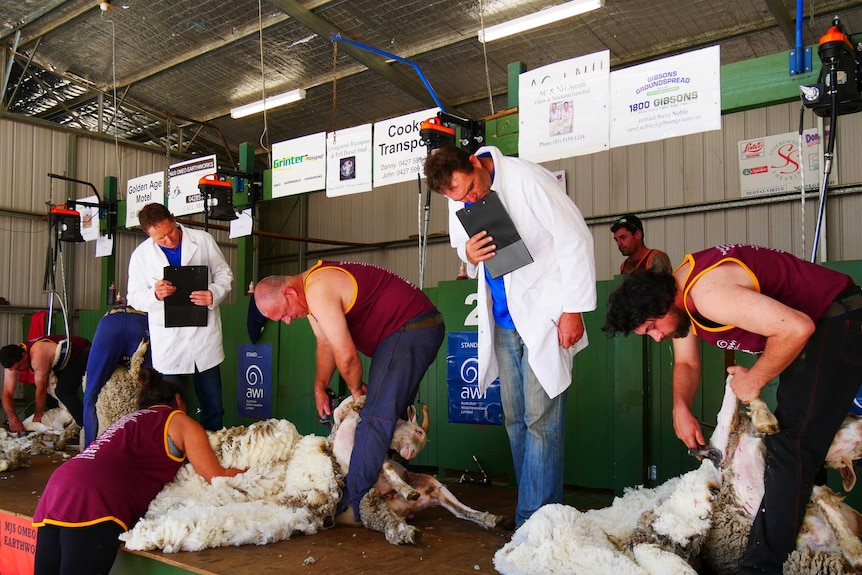 Shearers on stand shearing