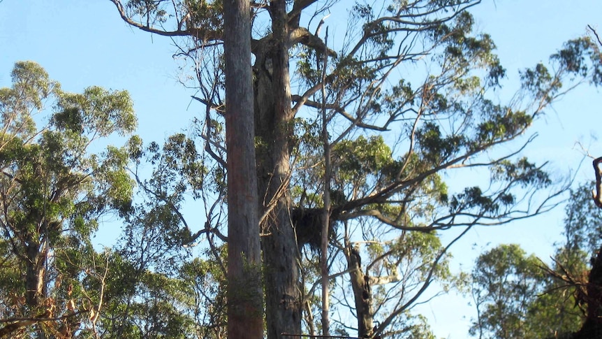 A wedge tailed eagle nest in Lapoinya