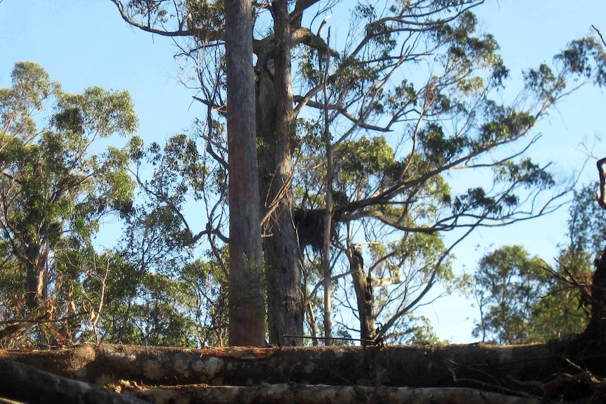 A wedge tailed eagle nest in Lapoinya