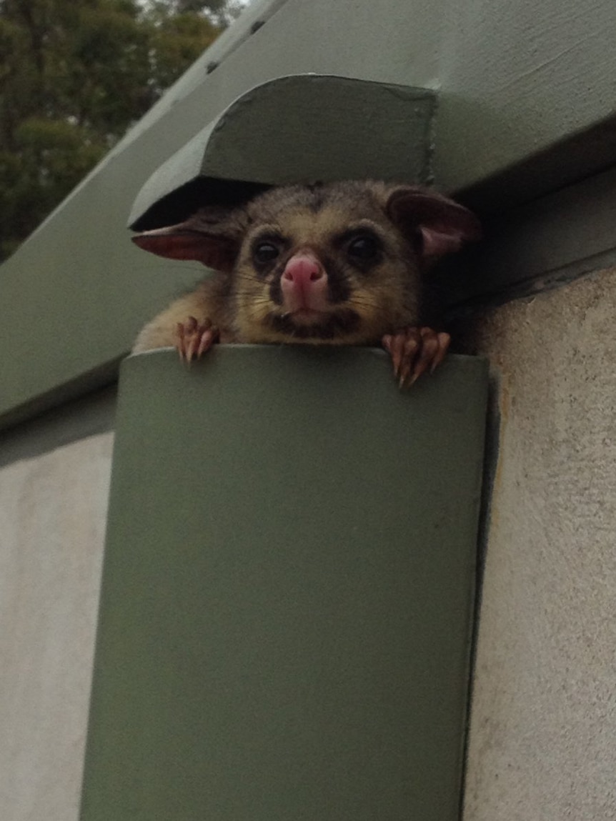 A possum pokes its little head out from the top of a green drainpipe, its claws clinging on to the edge of the pipe.