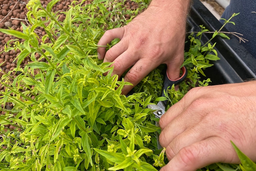 you can see some hand holding scissors to cut some native river mint.