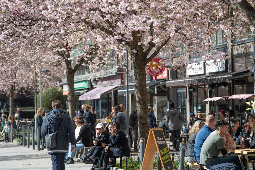 People sit outside in the sun in central Stockholm, under cherry blossom trees.