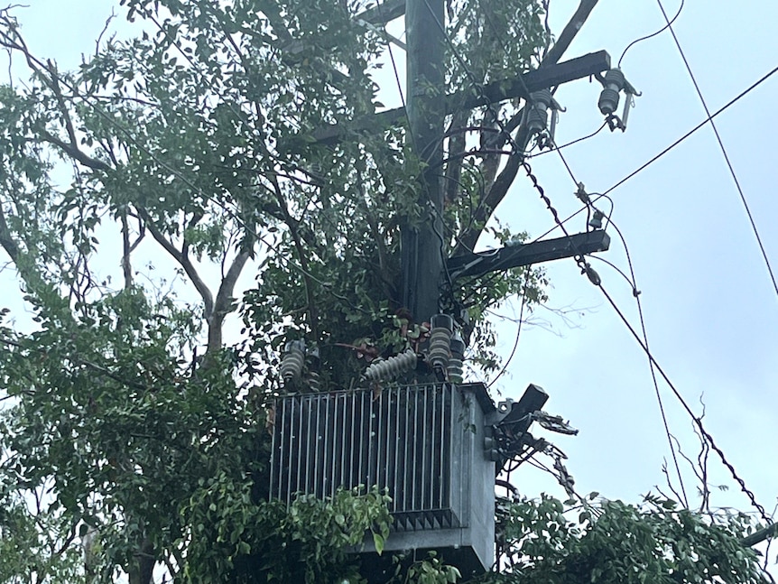A power transformer destroyed by fallen tree branches at White Rock in Cairns