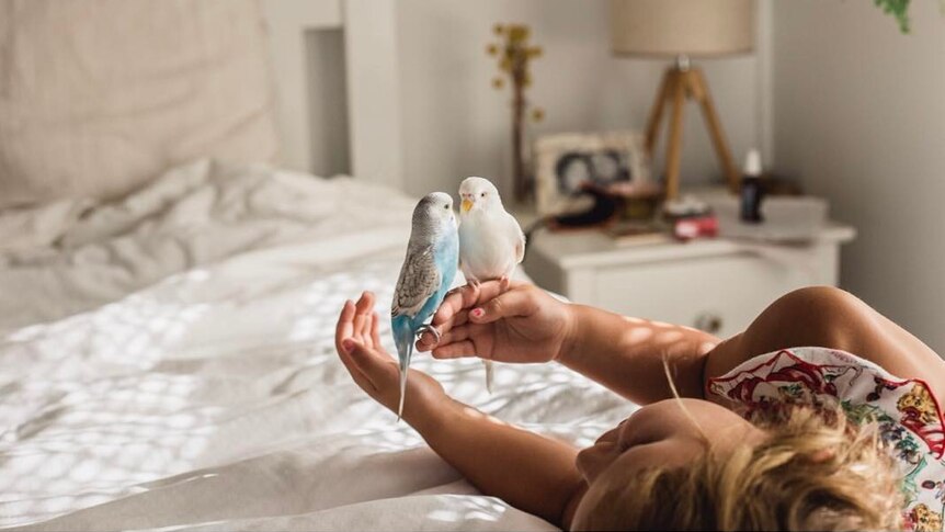 Little girl holding two budgies on hand