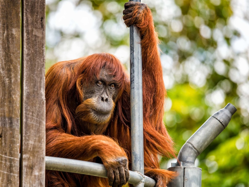 Puan the orangutan at Perth Zoo sits on a wooden platform.