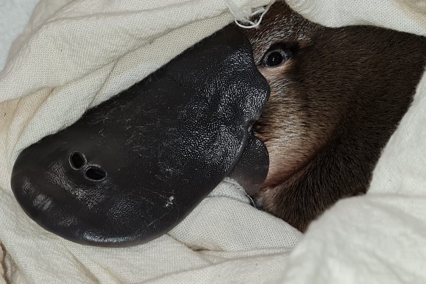 Platypus in a linen bag 