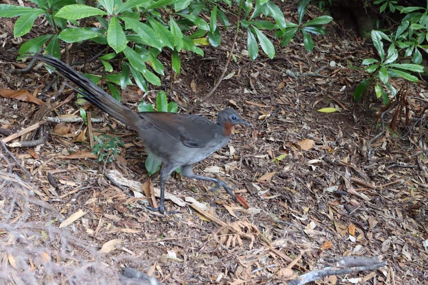 a brown bird in scrub walking through leaf litter