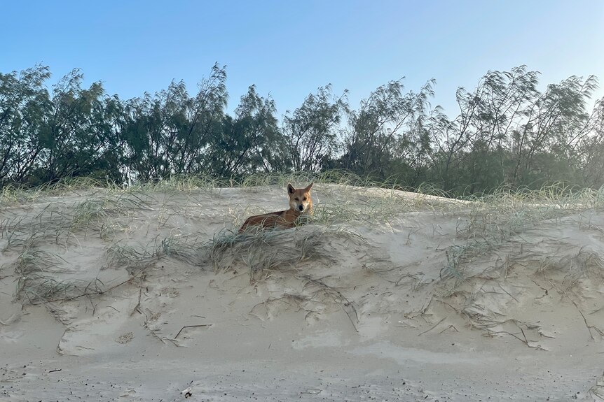 A dingo sits upon a sand dune 