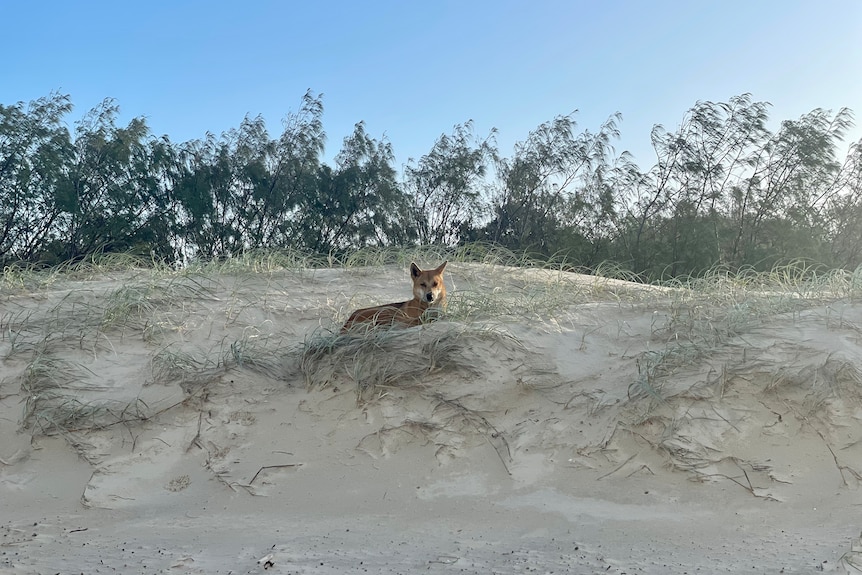 A dingo sits upon a sand dune 