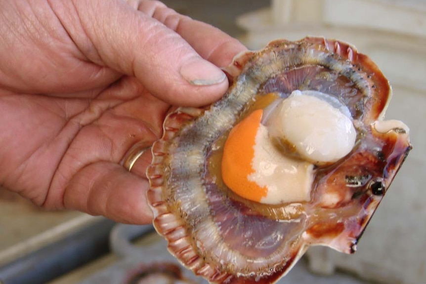 A hand is holding a single scallop that's been opened but not shucked.   