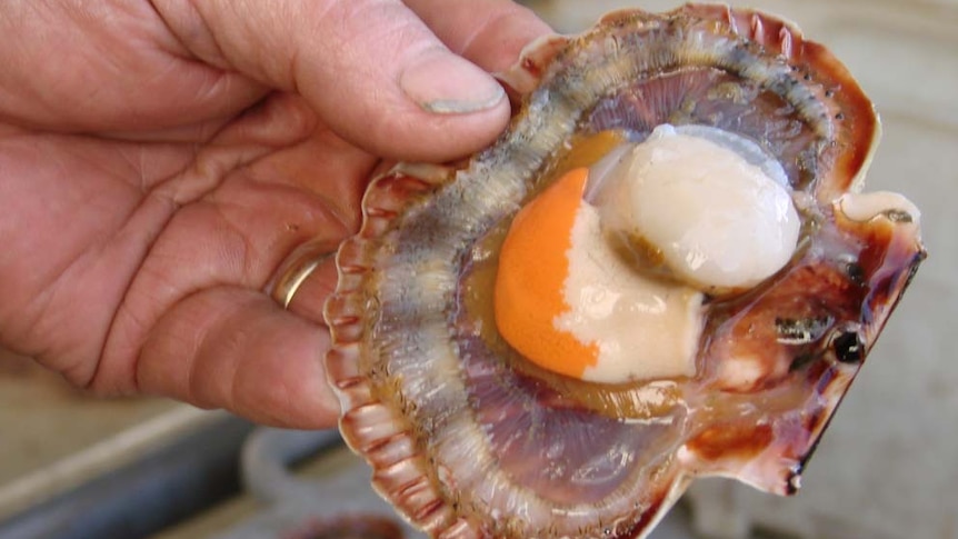 A split scallop on its shell