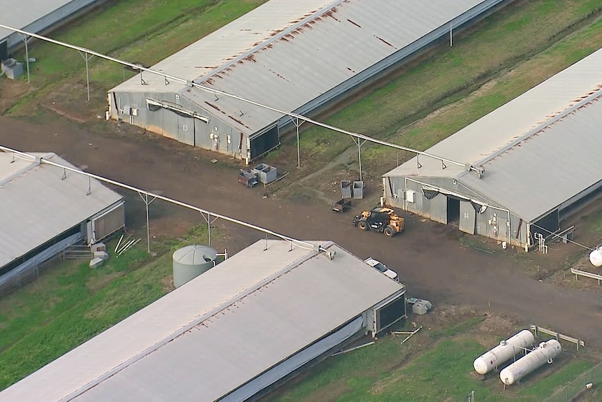 an aerial shot of a chicken farm in nsw at glossodia which is the latest case of bird flu